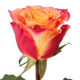 Roses, Silantoi (50 stems)