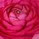Hot Pink, variant on Ranunculus, 60 stems, choose color