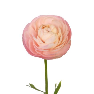 Fresh Flowers and Floral Products For Sale - Sam's Club