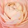 Peach, variant on Ranunculus, 60 stems, choose color