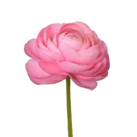 Ranunculus, Choose from 6 varieties; 60 stems