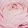 Light Pink, variant on Ranunculus, 60 stems, choose color
