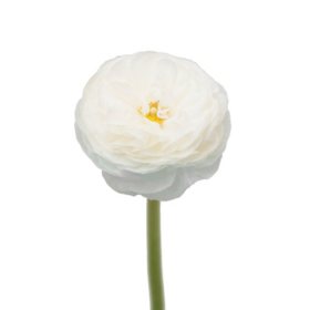 Ranunculus, Choose from 6 varieties; 60 stems