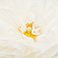 White, variant on Ranunculus, 60 stems, choose color