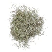 Spanish Moss (10-lb. box)