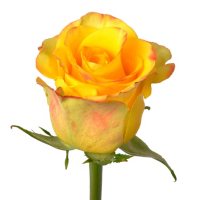 Roses, High and Yellow (100 stems)