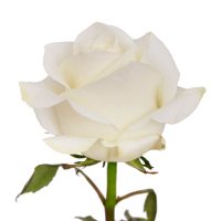 Roses, Polar Star (choose 50 or 100 stems)