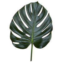 Monstera Palm Leaves (10 or 25 Bunches)