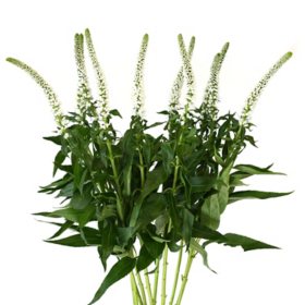 Member's Mark Veronica Flower, 100 stems (Choose color)