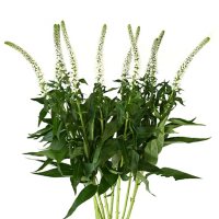 Veronica Flower, White (100 stems)