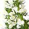 White, variant on Member's Mark Veronica Flower, 100 stems, Choose color
