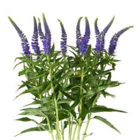 Member's Mark Veronica Flower, 100 stems, Choose color