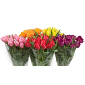 Member's Mark Fresh Cut Tulips (Choose color and stem count)