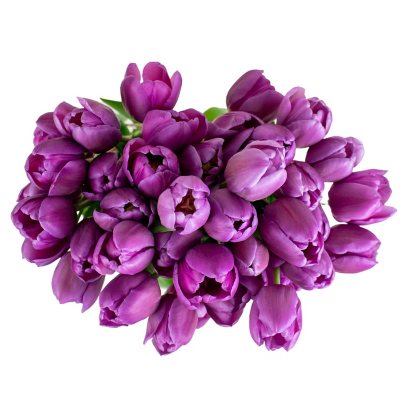 Member's Mark Fresh Cut Tulips, Purple (90 stems)