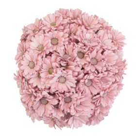 Painted Poms, Rose Quartz (60 stems)