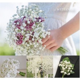 Gypsophila Baby S Breath Xlence Choose 5 10 Or 13 Bunches