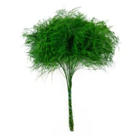Member's Mark Tree Fern (120 stems)