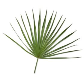Palmetto Fans (50 stems)