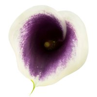 Mini Calla Lilies (Choose various colors; 40 or 90 stem)