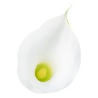 Calla Lilies (Choose from various colors; 40 or 90 stem)