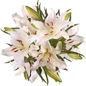 Member's Mark 80cm Oriental Trumpet Lilies (Choose Color & Stem Count)