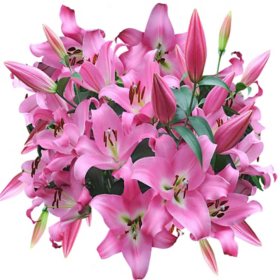 Oriental Trumpet Lilies (Choose from various colors and stems)