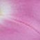 Pink, variant on Member's Mark Oriental Trumpet Lilies, Choose color and stem count
