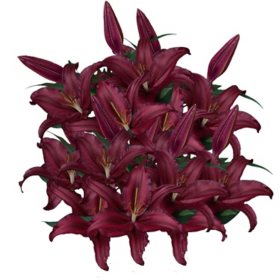 Member's Mark Oriental Trumpet Lilies, Choose color and stem count