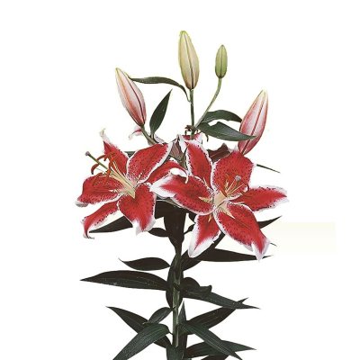 Central Market White Oriental Lilies With Greens, 3-Stem, Bunch