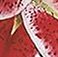Starfighter, variant on Member's Mark Oriental Trumpet Lilies, Choose color and stem count