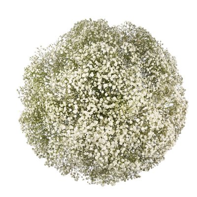 Member's Mark Premium Gypsophila (Color and variety may vary) - Sam's Club