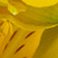 Yellow, variant on Member's Mark Alstroemeria, Choose color and stem count
