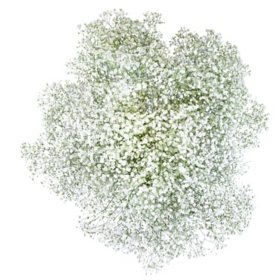 Gypsophila, Excellence (Choose 50 or 100 stems)