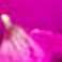 Purple, variant on Member's Mark Alstroemeria, Choose color and stem count
