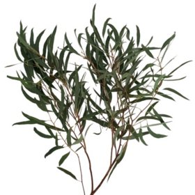 Member's Mark Eucalyptus Willow 40 stems