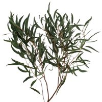 Eucalyptus Willow (40 stems)