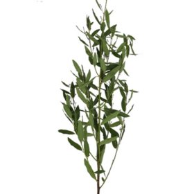Bay Leaf (40 stems)