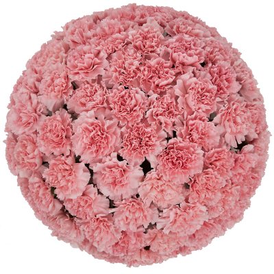 Carnations Flowers Choose Your Own Quantity and Color