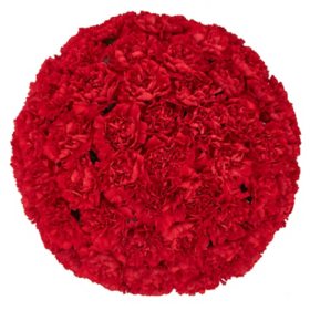 Member's Mark Carnations (Choose color and stem count)