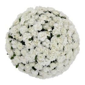 Member's Mark Mini Carnations, Choose color and stem count