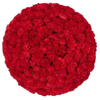 Member's Mark Mini Carnations (Choose color and stem count) - Sam's Club