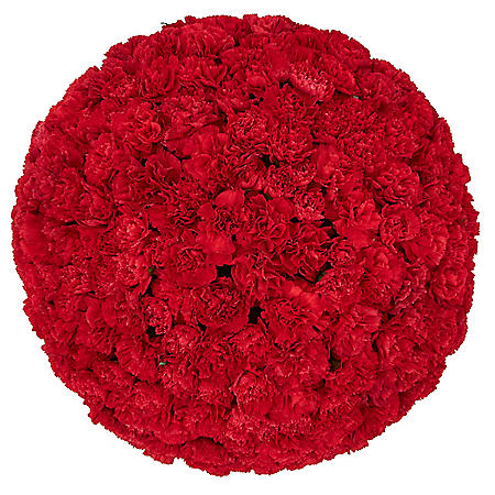 Mini Carnations, Red (Choose 50, 100, or 150 stems) - Sam's Club