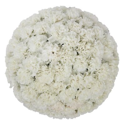 Carnations Choose From Various Colors 50 100 Or 150 Stem Sam S Club