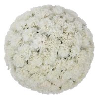 Carnations (Choose from various colors; 50, 100 or 150 stem)