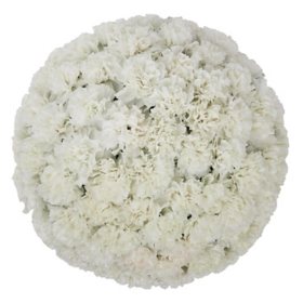 Member's Mark Carnations (Choose color and stem count)