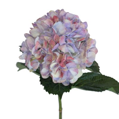 HYDRANGEAS RED/BLU20 RED/BLUE 20 STEMS - Sam's Club