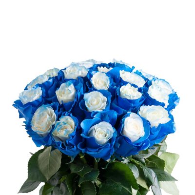 BLUE ROSEです BLUE FAIRY 50 PAINTED ROSES 50 ST - Sam's Club