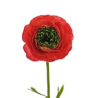 Ranunculus, Assorted Red & Coral with Green Center (choose 60 or 140 stems)
