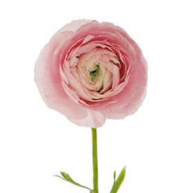 Ranunculus, Pink and Light Pink (choose 60 or 140 stems)