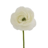 Ranunculus, White (choose 60 or 140 stems)